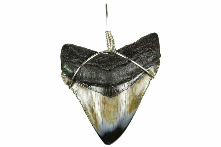 Fossil Megalodon Tooth Necklace #173817